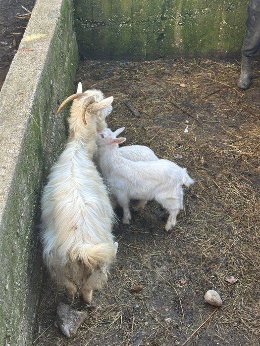 Vand capra cu doi iezi