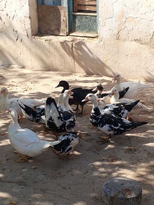 O'rdaklar sotiladi, induk o'rdak