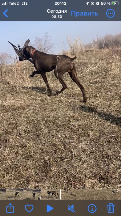 Курцхар охотничия собака