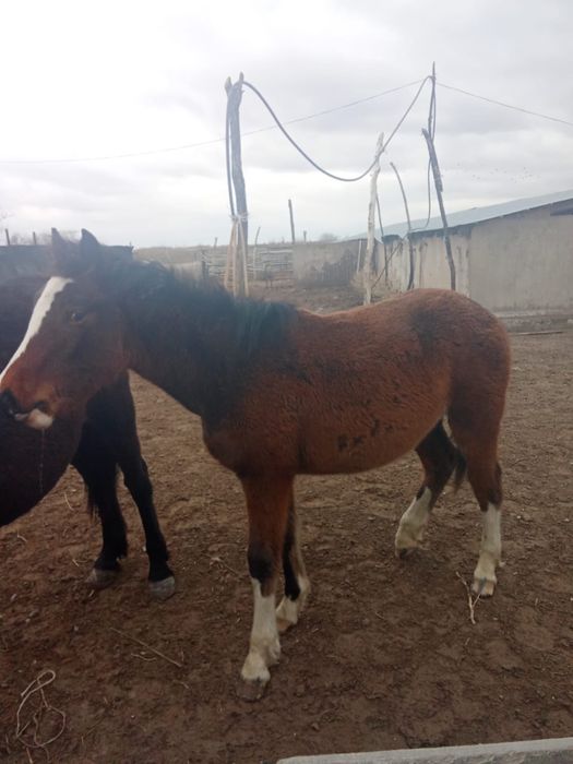 Тай ұрғашы полутяж