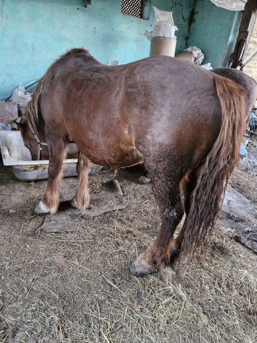 Iapă ciocolatie  de vânzare