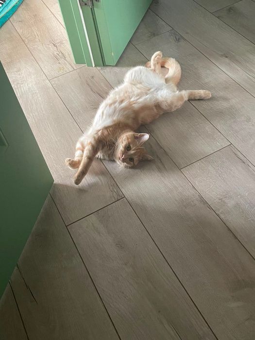 Отдам в хорошие руки Котёнка