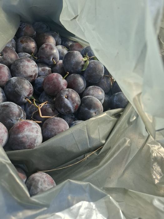 Prune pentru tuica