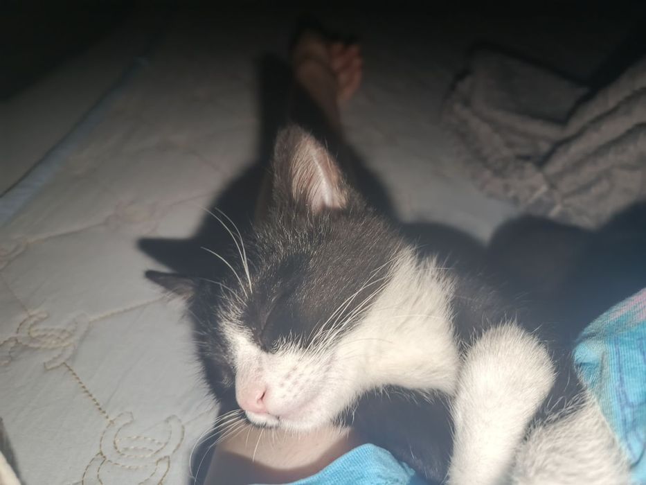 Черно белый котёнок ищет добрые руки