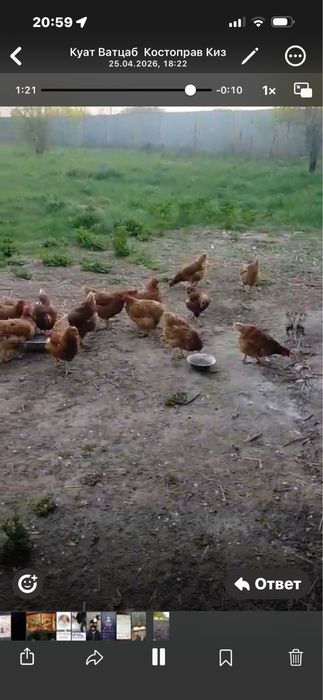 Куры несущки Ломанбраун