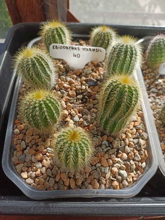 Продам кактусы,комнатные растения