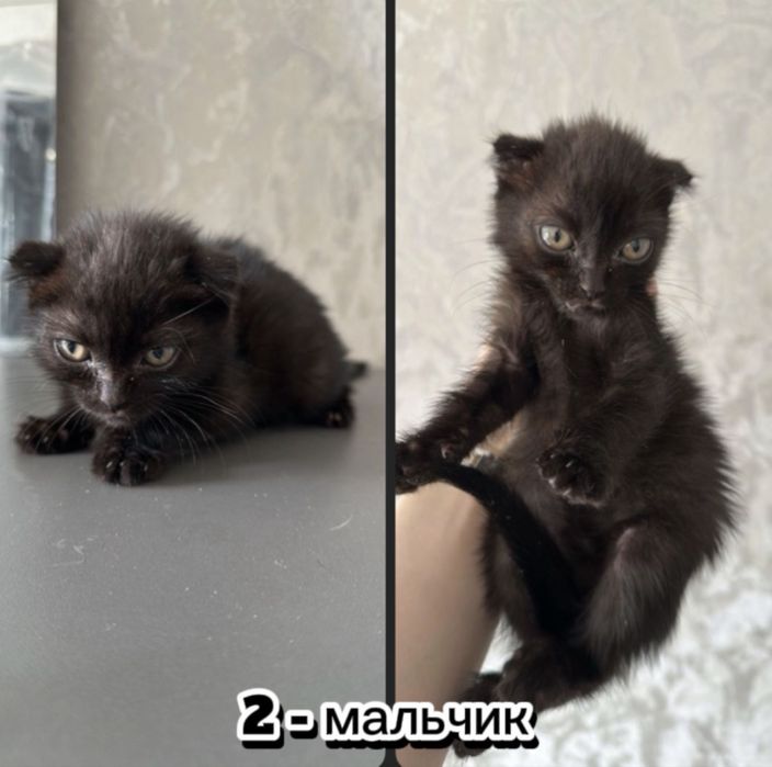 Котята вислоухие