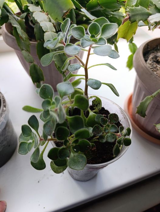 Продам комнатные цветы