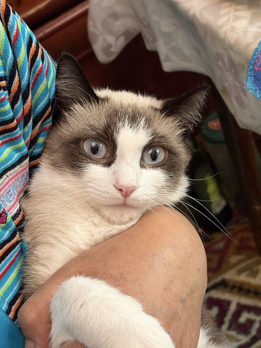Кошка в добрые руки