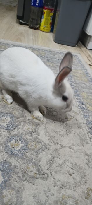 Срочно продам белого кролик