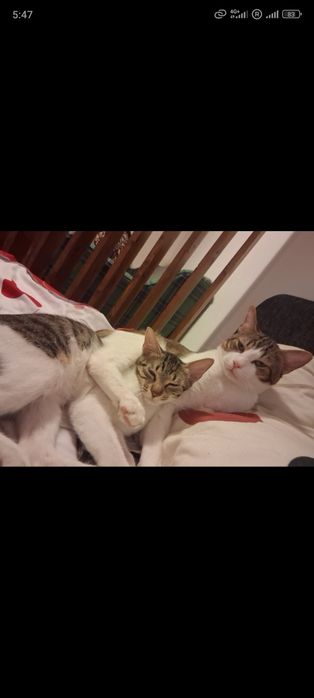 pui de pisicuta pentru adoptie,pisicuta de adoptat,puiut de pisicuta