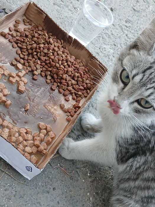 Кот в доьрые руки