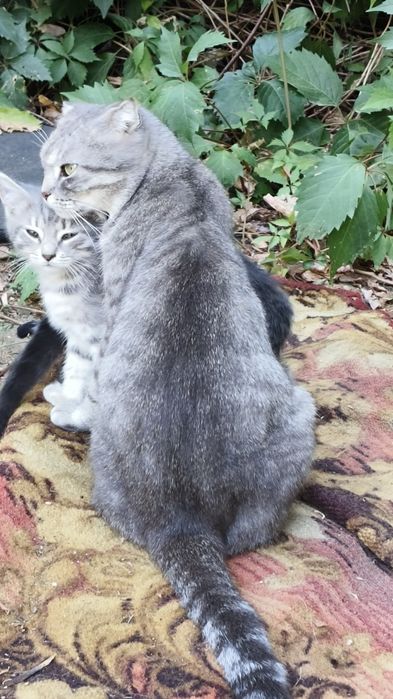 Отдам котят в хорошие руки