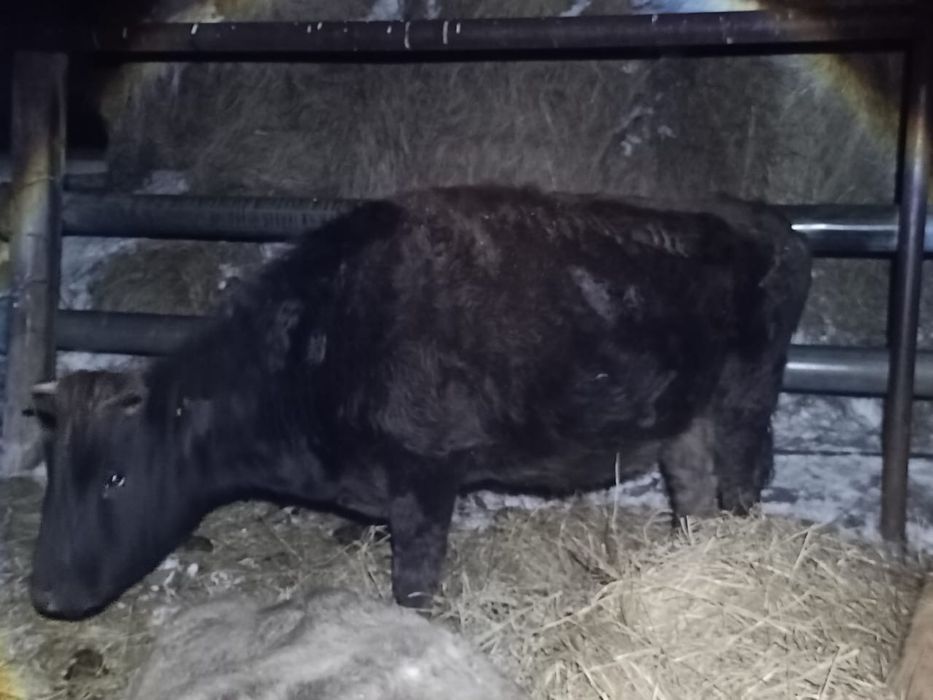 Продам Две коровы