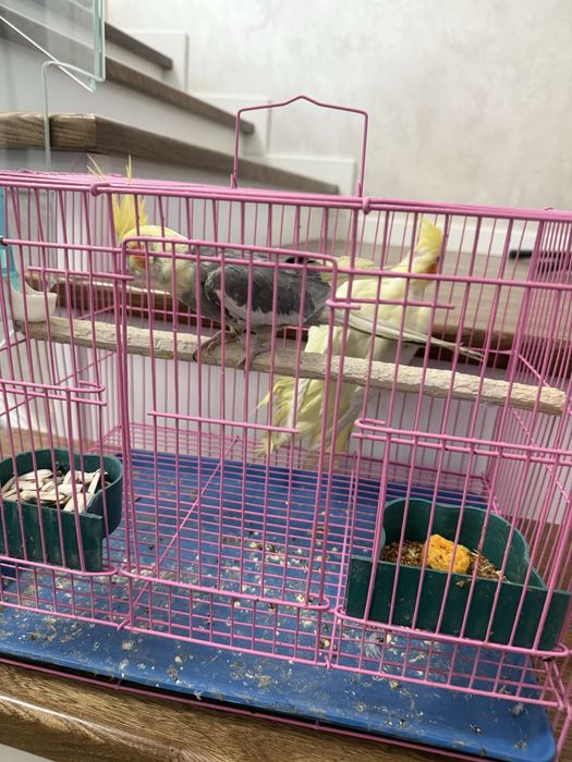 Продается попугай Корилла