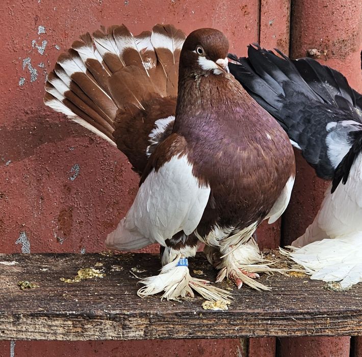 De vânzare  Porumbei de Volga