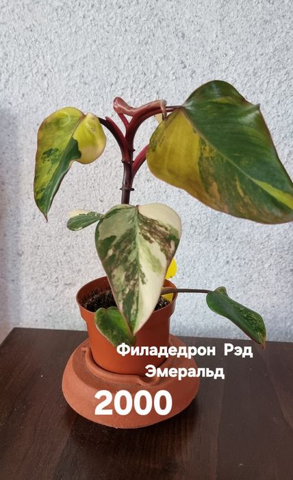 Комнатные растения от 1500