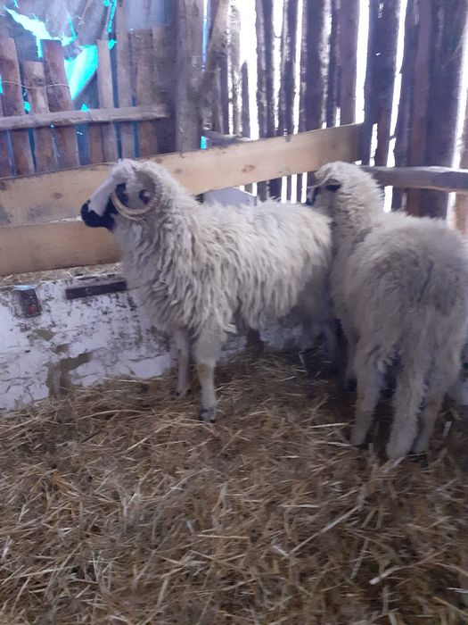 Disponibil 4 miei berbecuți