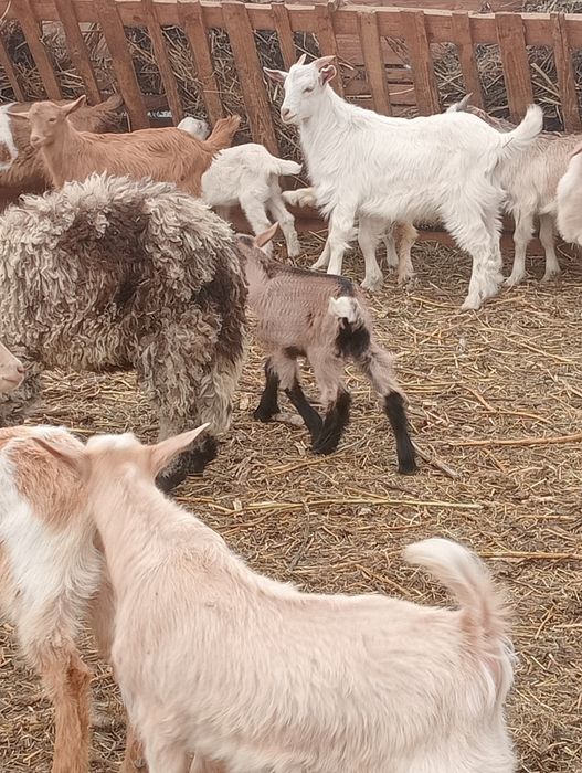 Miei și ies de vânzare