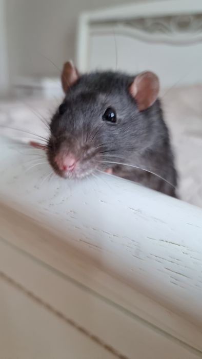 две крысы клетка и корм на месяц