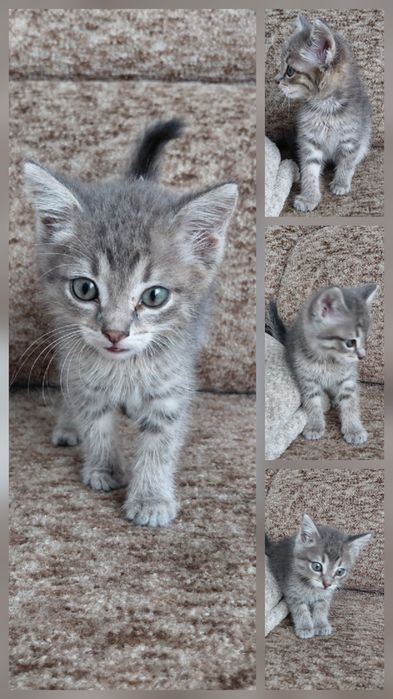 Отдам котёнка в добрые руки!