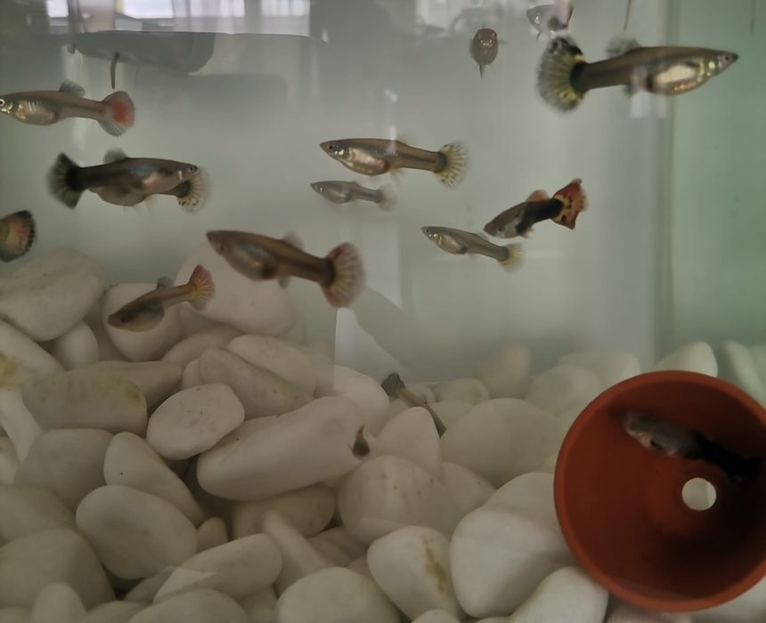 Vând guppy poecilia reticulata