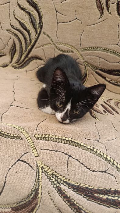Отдам котят в хорошие руки!
