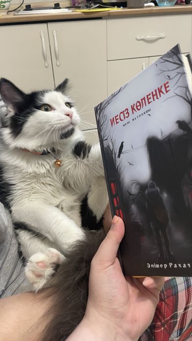 Отдам кота бесплатно