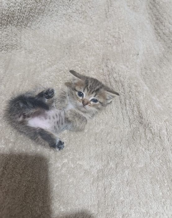 Отдам котят даром две девочки два мальчика