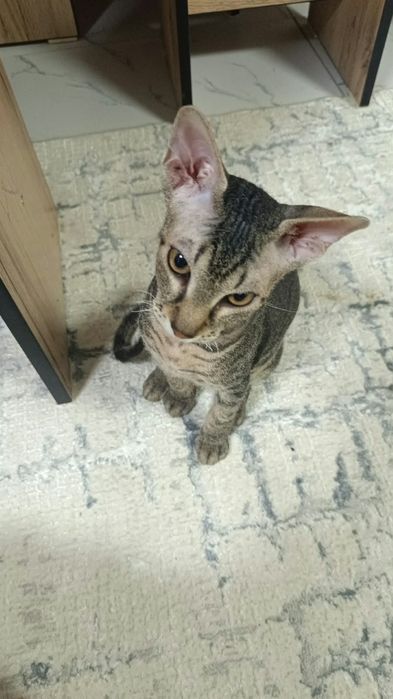 Котята сфинкс донские
