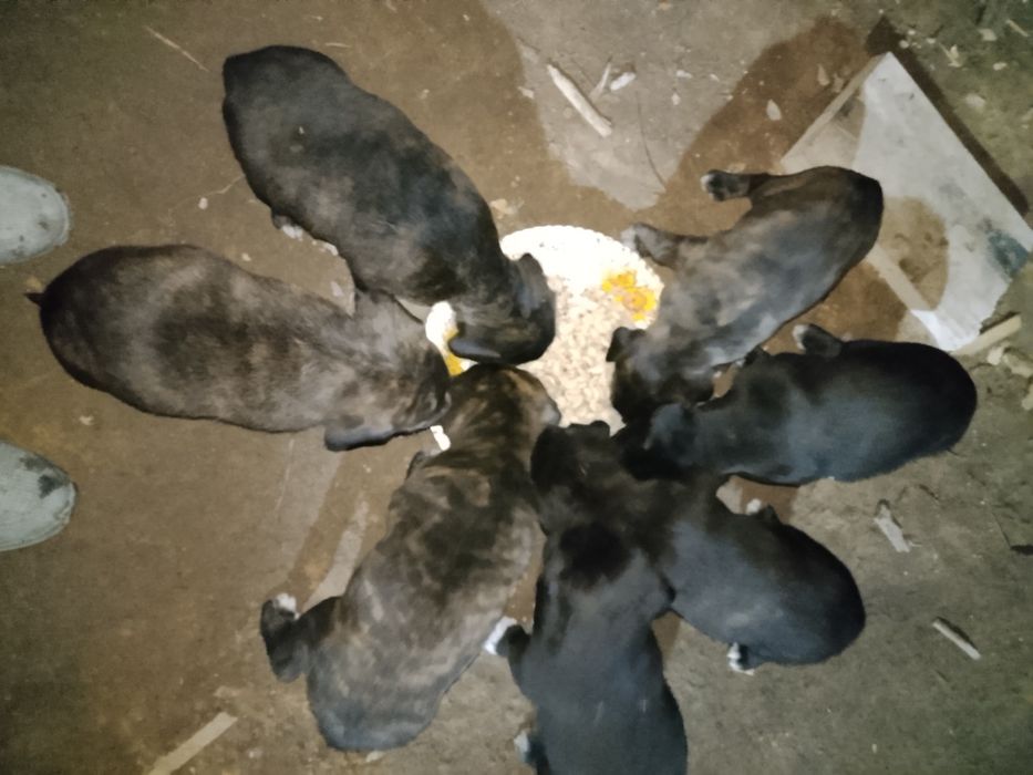 Күшік сатамын парода Кане корс