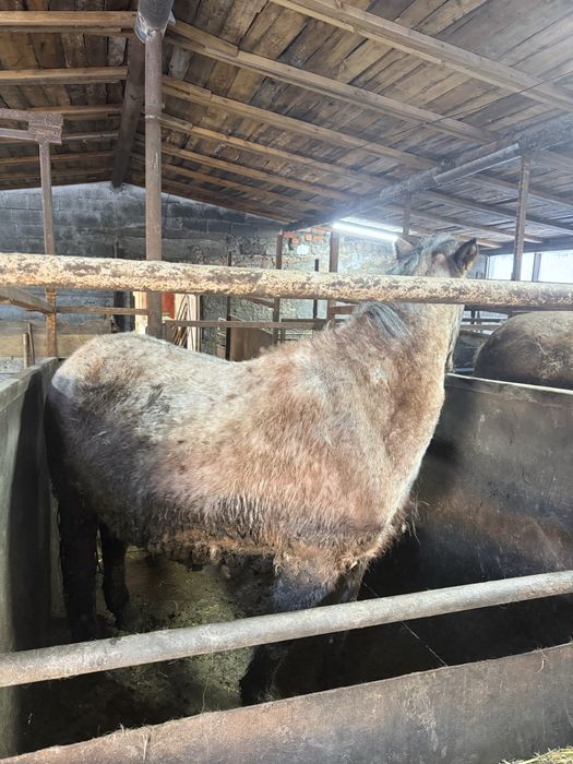 Лошадь с откорма крупная