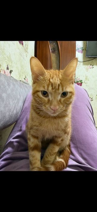 Пропал кот, помогите найти