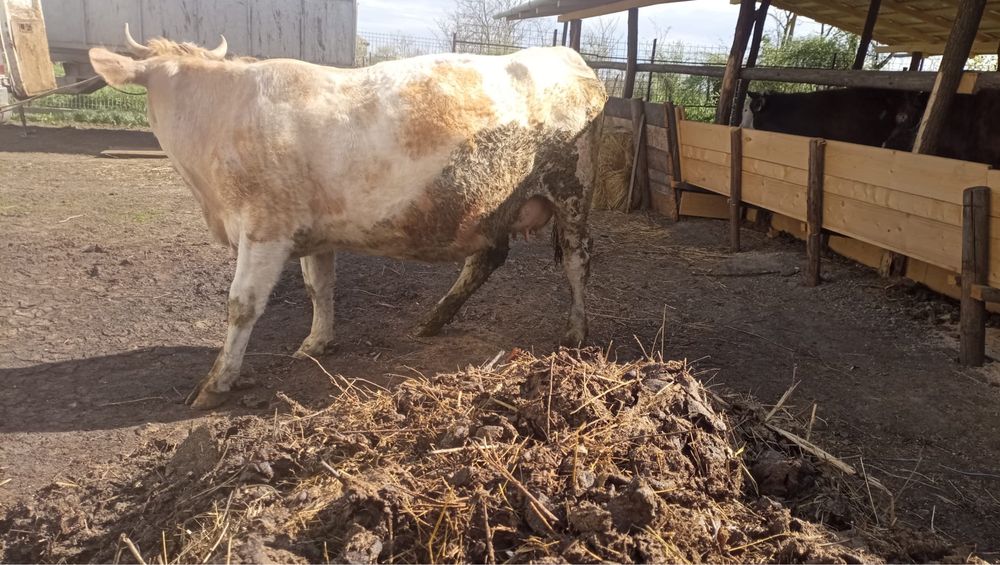 Vand vaca la al doilea vitel!