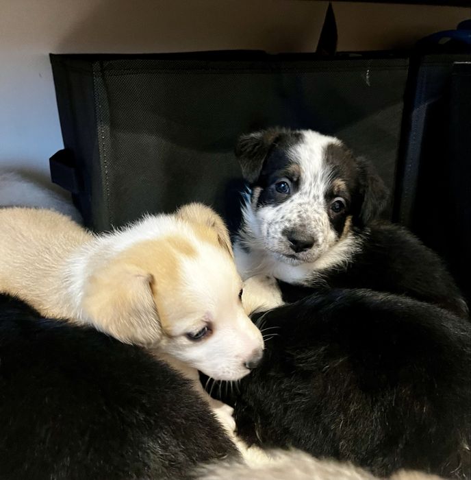 Подаряваме бебета кучета