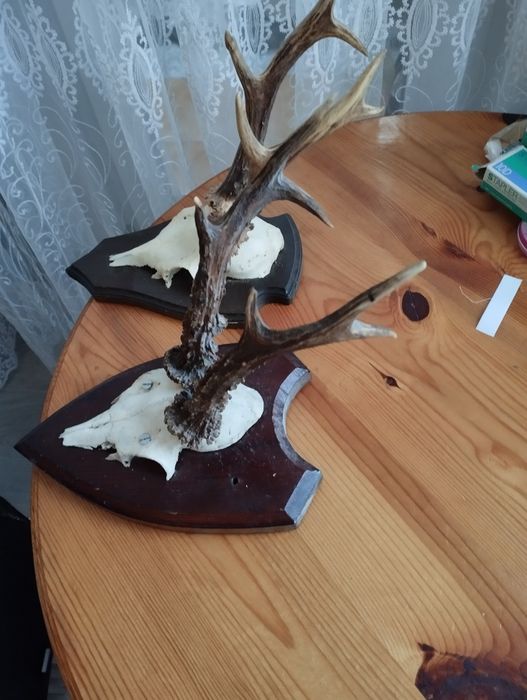 Различни Рога от срандаци