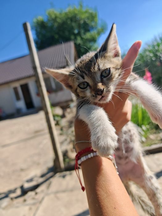 Avem 4 pisoiași de dat suntem din Balș judetul Olt