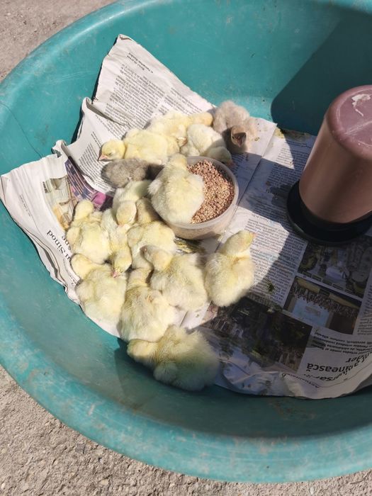 Pui Curca Românească De țară 2 zile