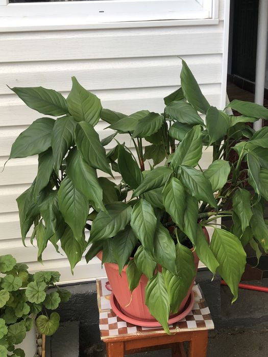 Комнатные цветы Разных сортов