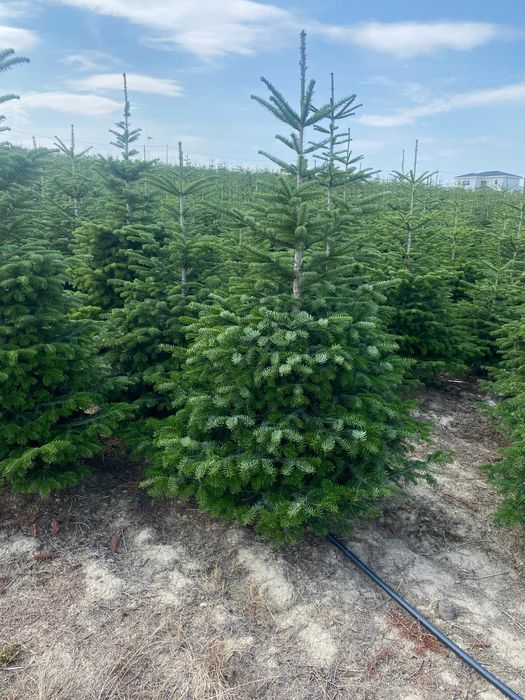 Gazon rulou  sistem de irigații cu automatizare semințe de  gazon