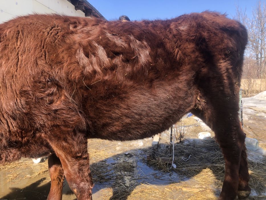 Продам корову - телку