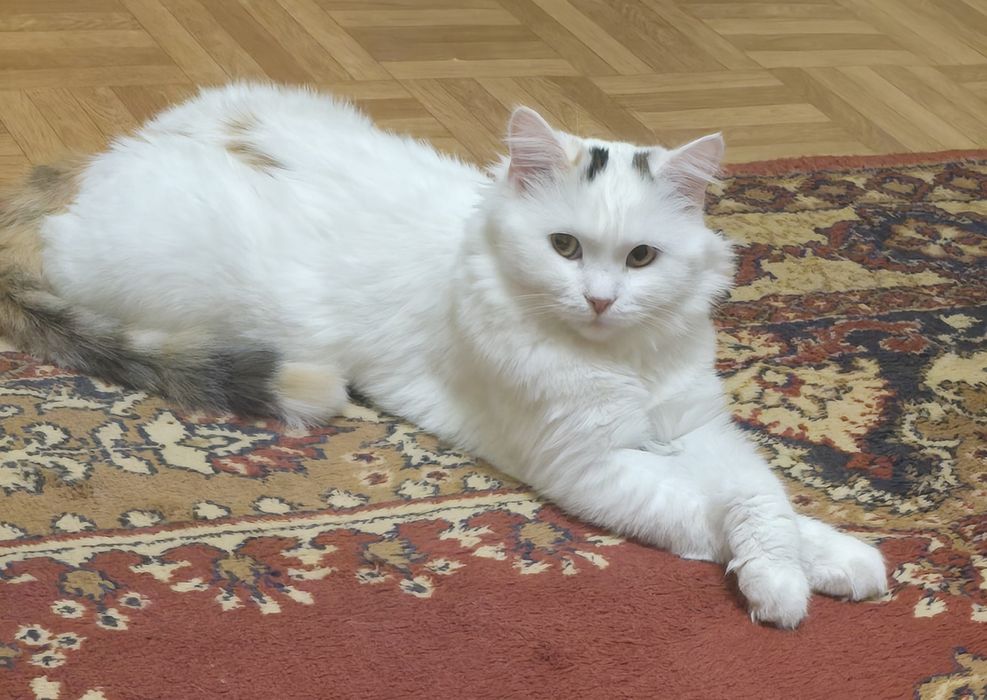 Отдам кошку в добрые руки!