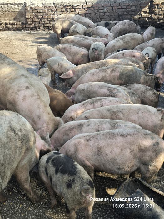 Продавам прасенца и прасета