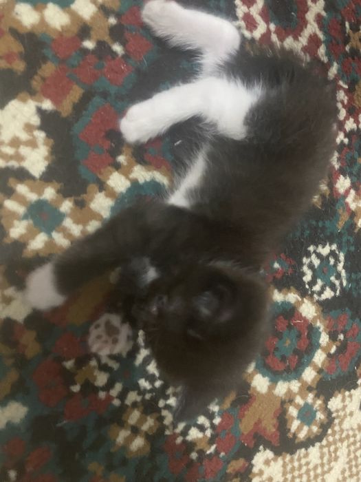 Котенки девочки отдам в хорошие руки.