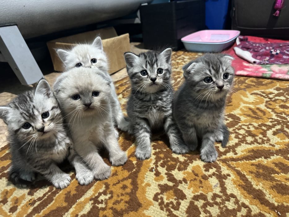 Шотландские котята