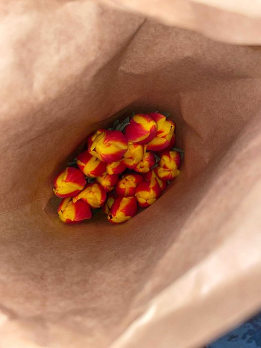 Тюльпаны оптом и в розницу