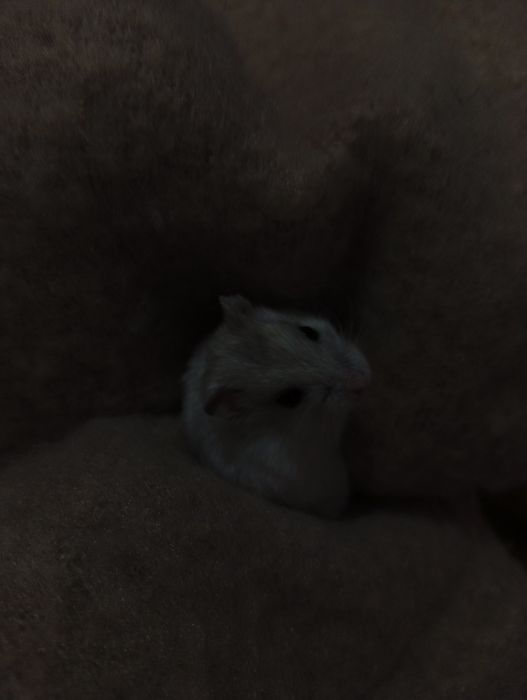 Продам хомяка, белый джунгарик