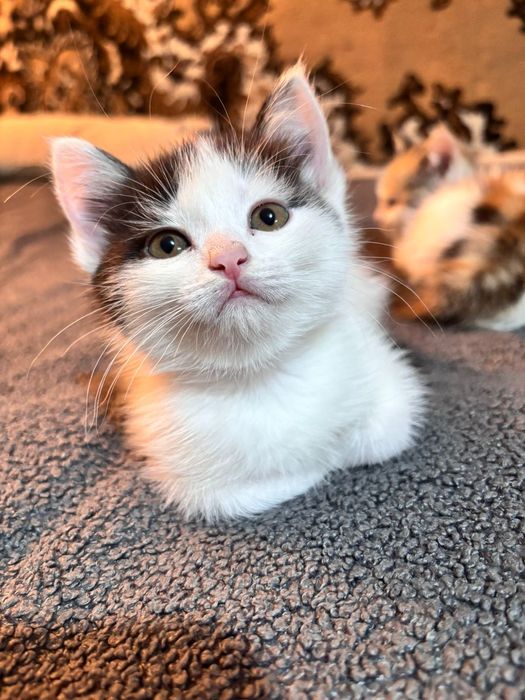 Отдам котят в хорошие руки