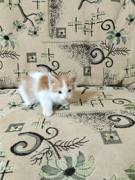 Продам домашних котят