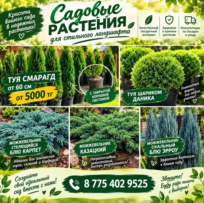 Туи Смарагд, Розовая Акация и др